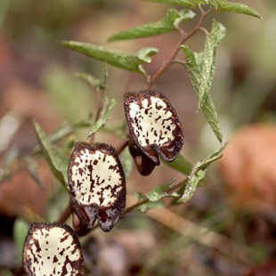 Aristolochia lycica